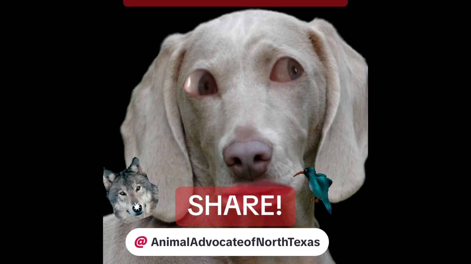 A dog with its eyes open and the text " share !"