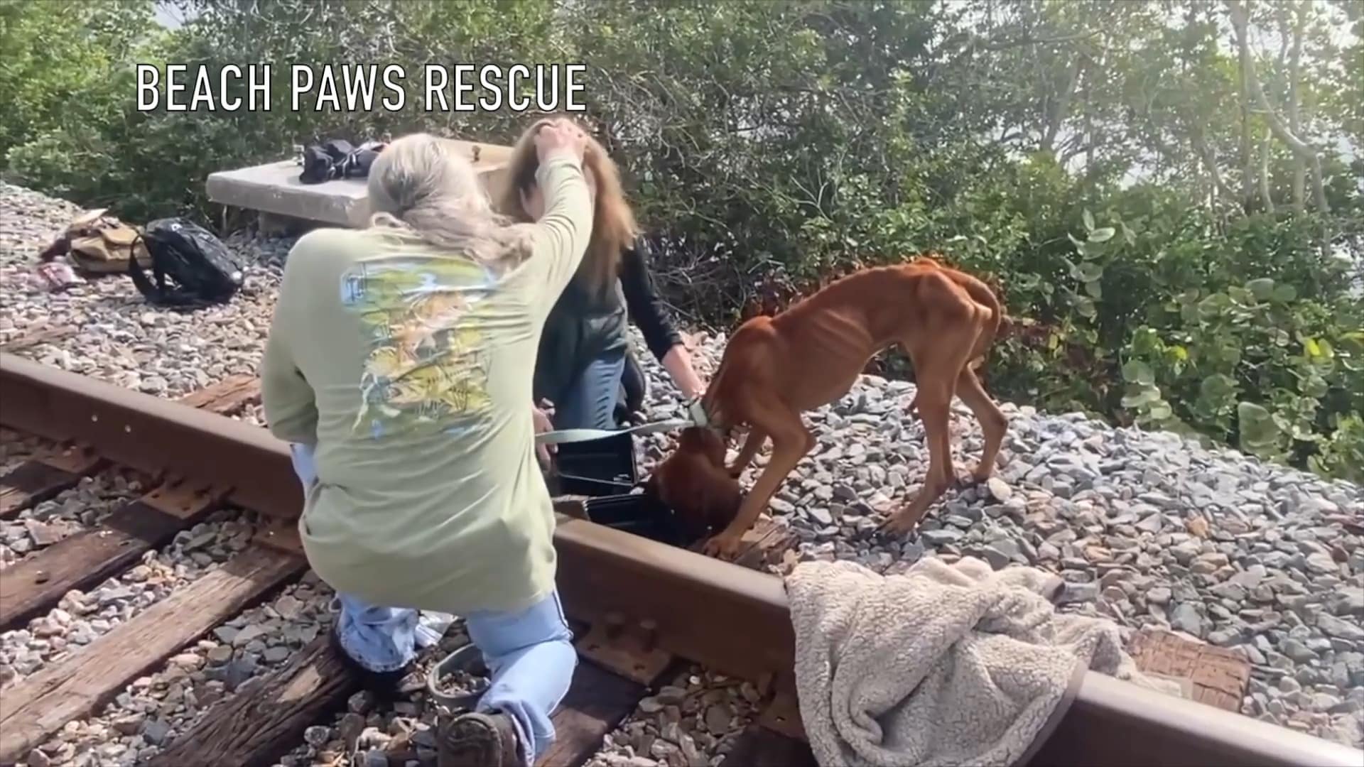 A dog is being helped by people in the woods.