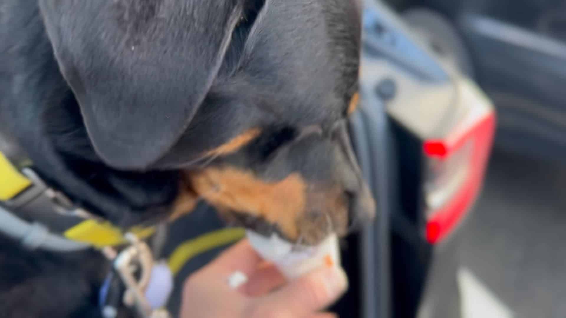 A dog is eating something out of the car window.