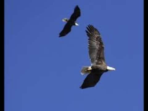 Two bald eagles flying in a blue sky.