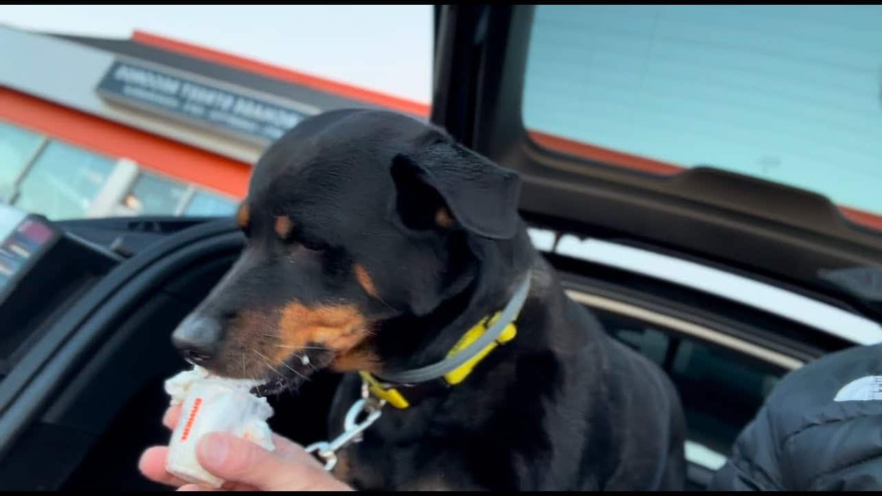 A dog is eating food out of the car window.
