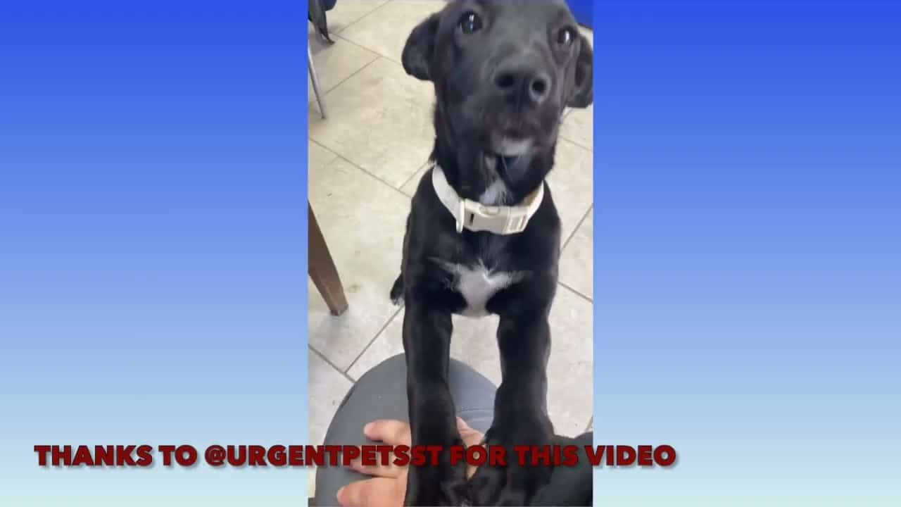 A black dog with white collar standing on top of a person 's hand.