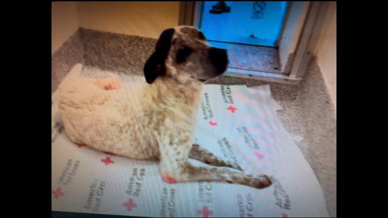 A dog laying on top of a sheet.
