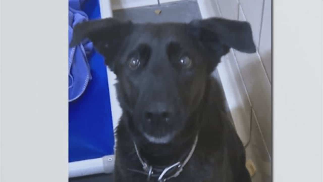 A black dog with a tag on its head.