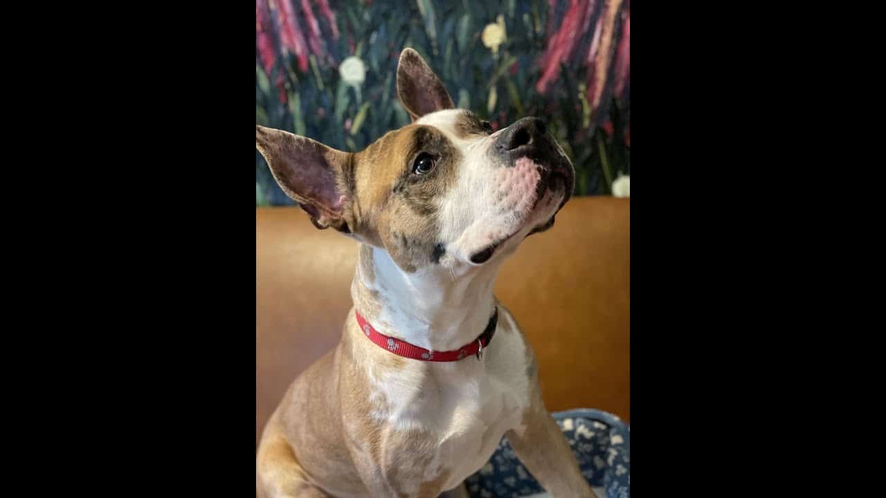 A brown and white dog sitting on top of a couch.