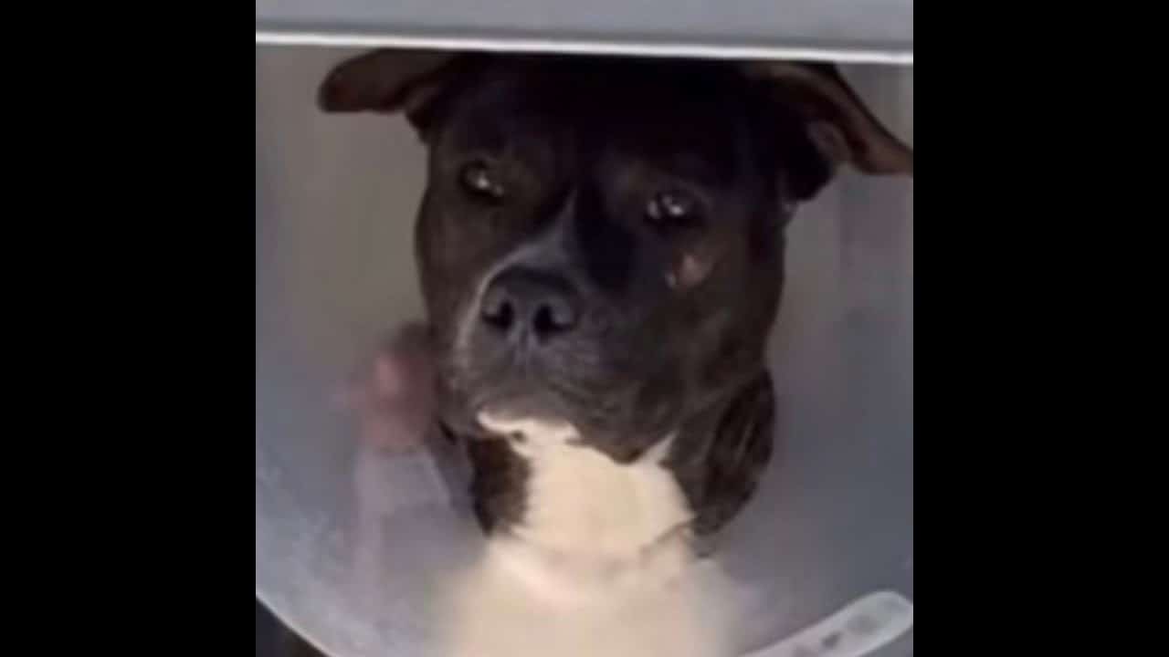 A dog is sitting in the corner of its cage.