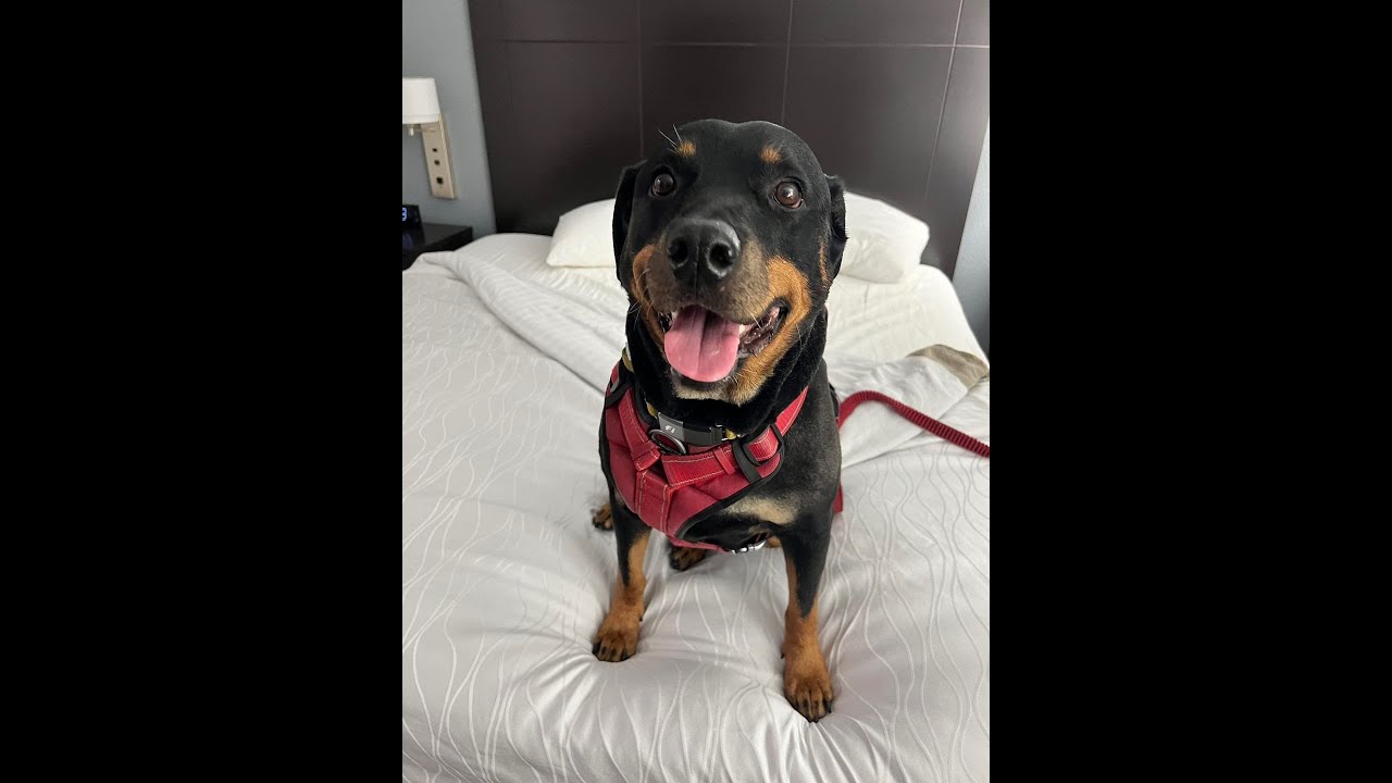 A dog sitting on top of a bed.