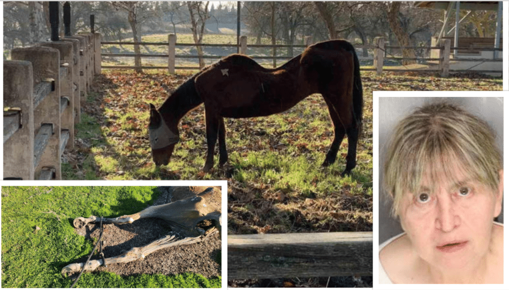 A horse grazing in the grass, and two pictures of an alligator.