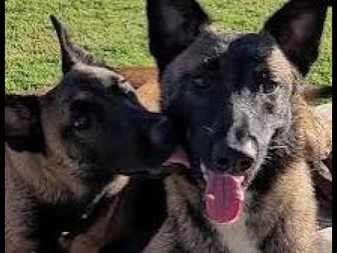 Two dogs are laying in the grass and one is licking another dog.