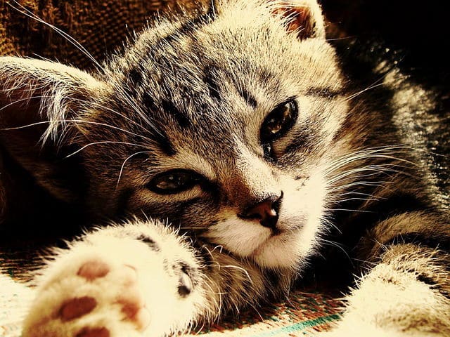 A cat laying on its back with paws crossed.