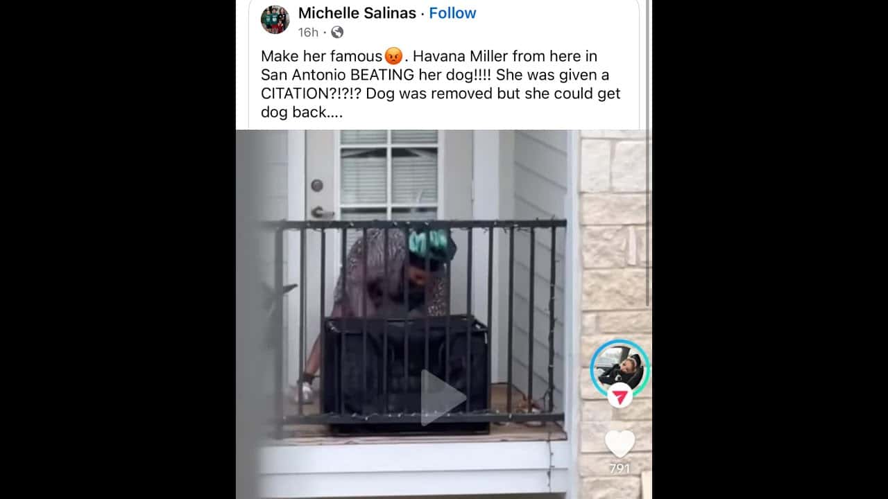 A dog is sitting in the back of his cage.