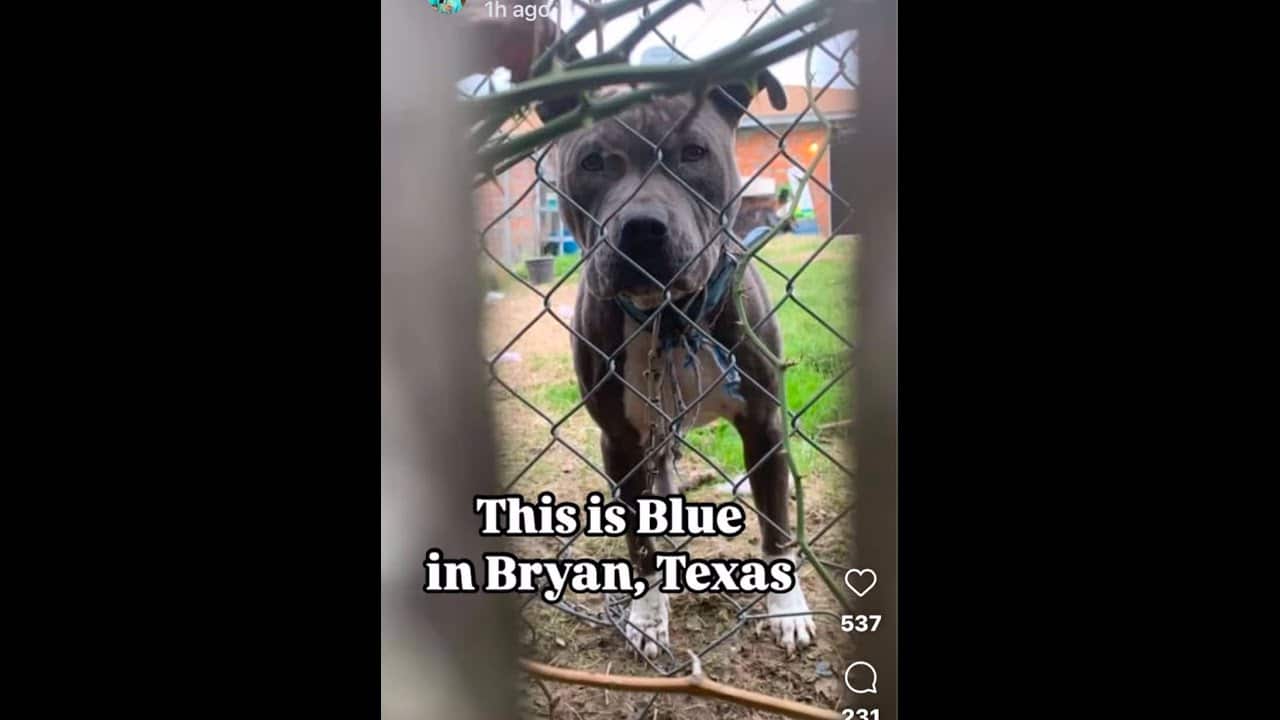A dog is standing behind a fence.