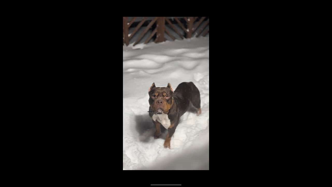 A dog is standing in the snow holding something.