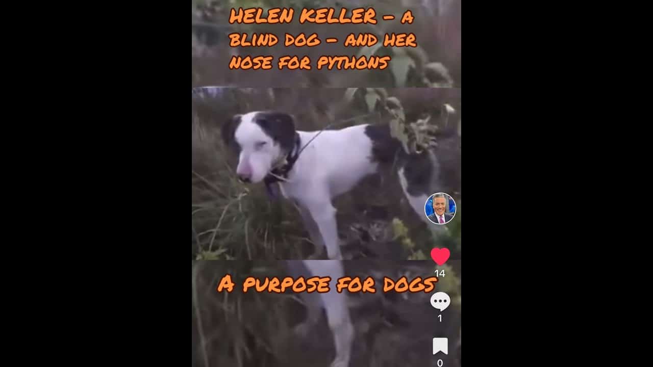 A dog is standing in the woods with trees.