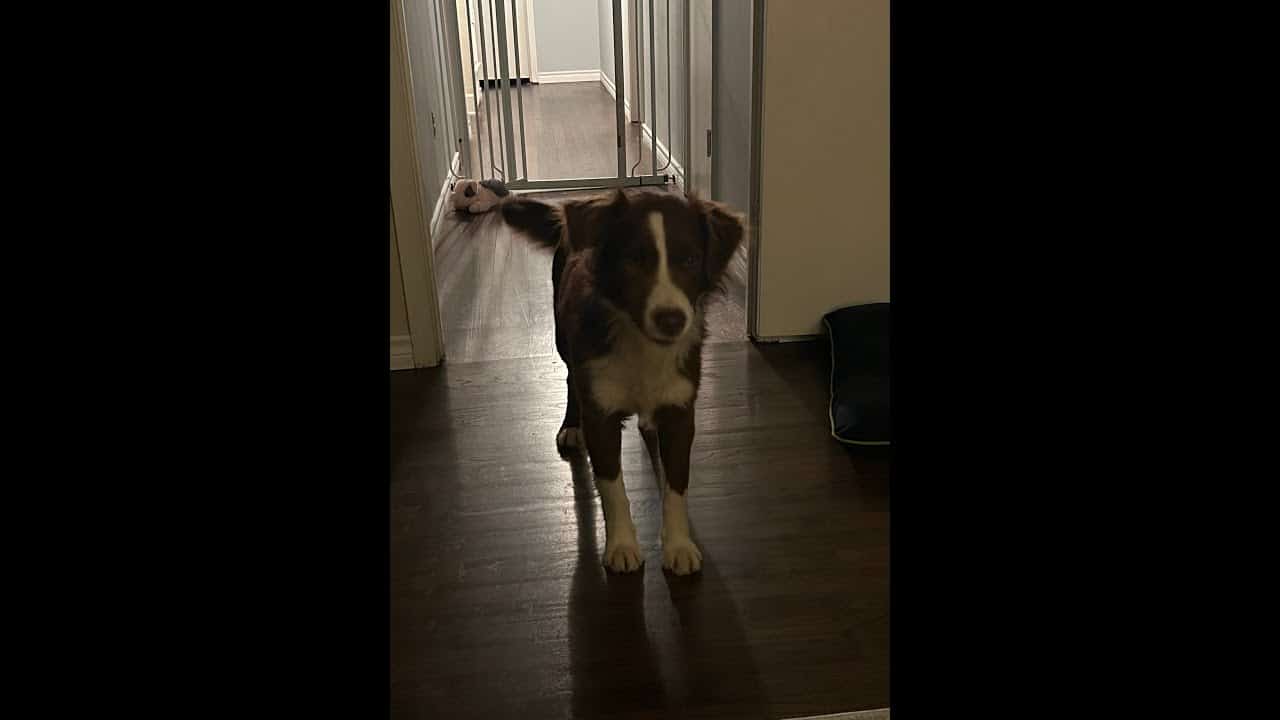 A dog standing on the floor in front of a door.