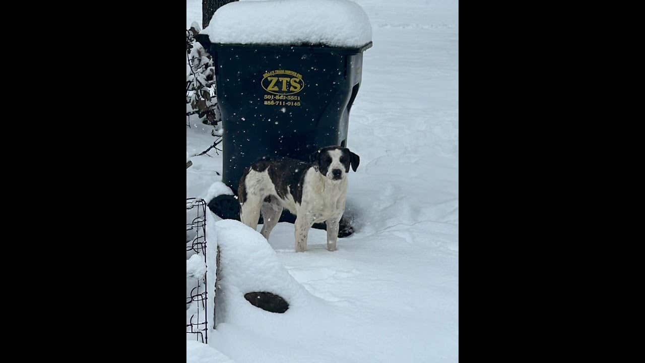 Two dogs standing next to a trash can in the snow.