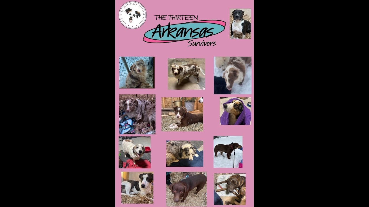 A pink poster with pictures of dogs and the words " arkansas survivors ".