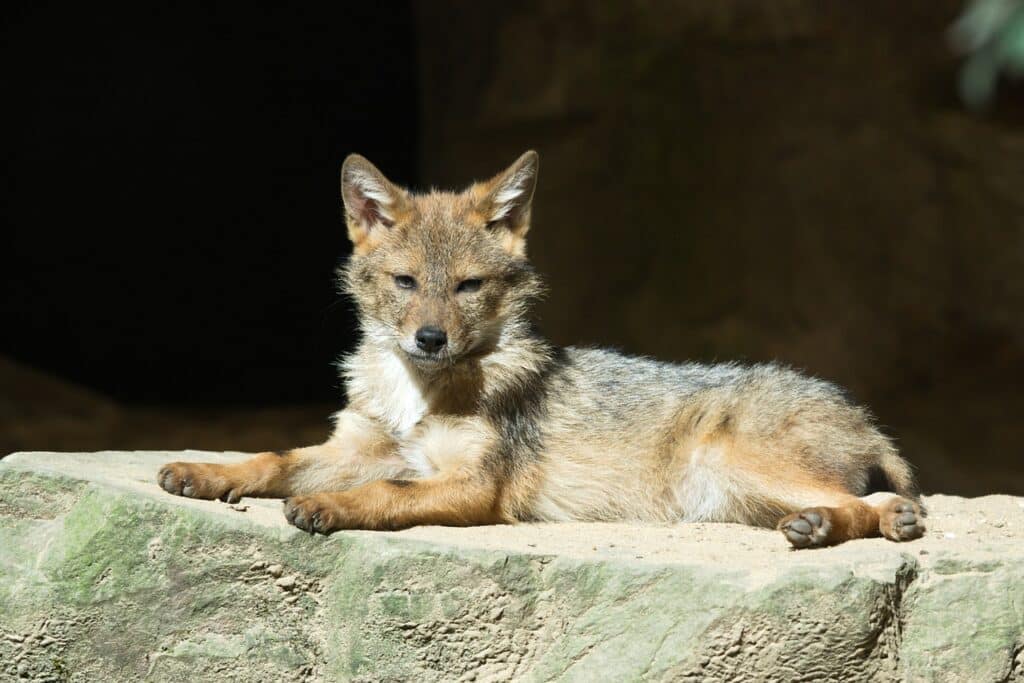 A wolf laying on the ground in front of a wall.