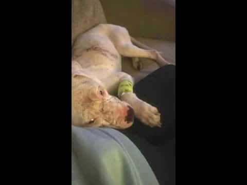A dog is laying on the couch with its head on his back.