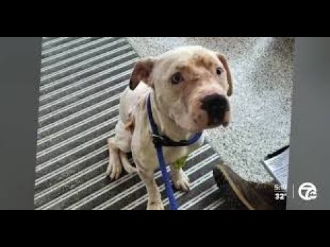A dog with a blue collar sitting on the ground.