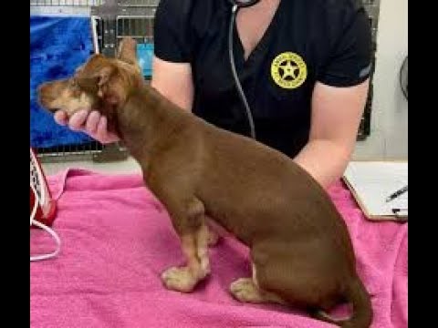 A dog is sitting on the table with its owner.