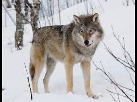 A wolf standing in the snow near some trees.