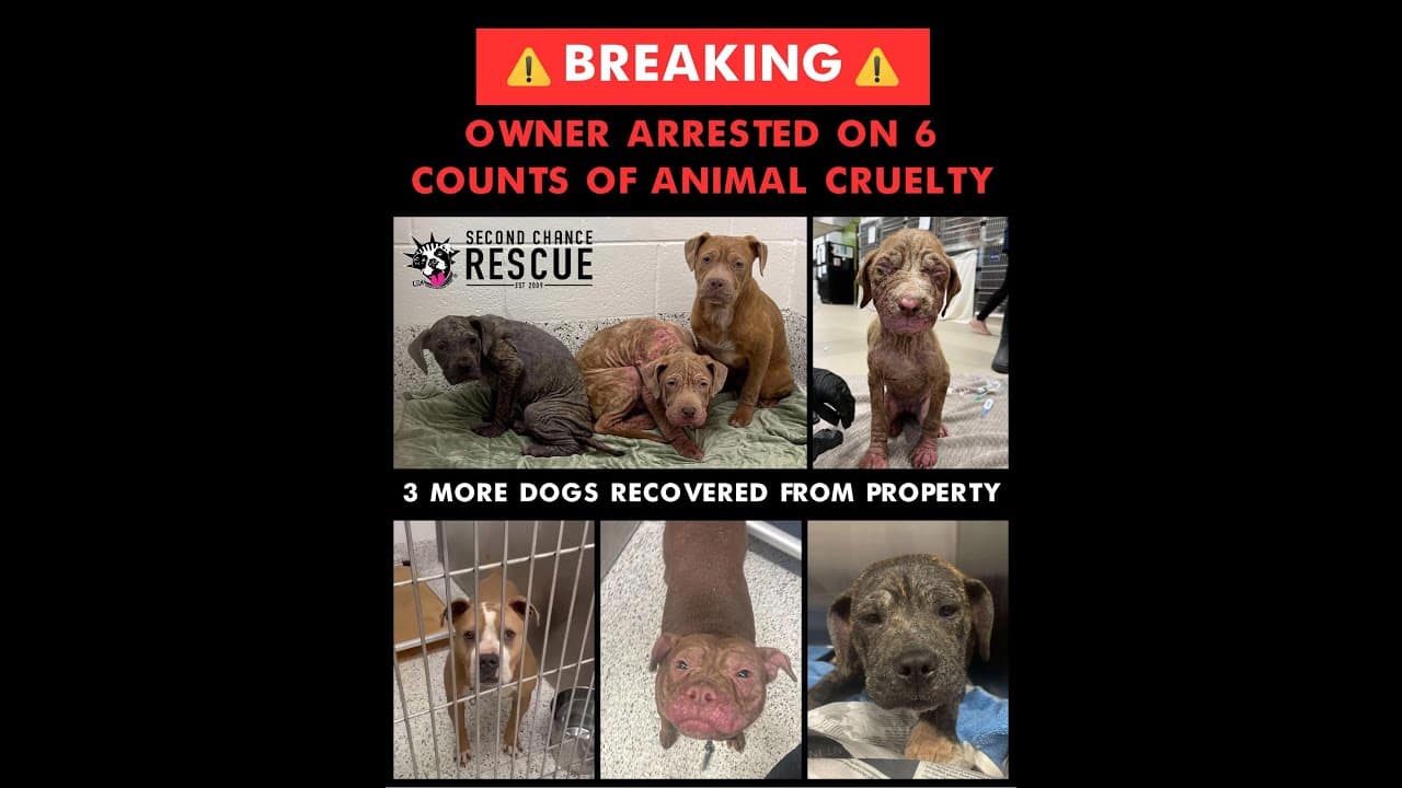 A group of dogs that are in a cage.