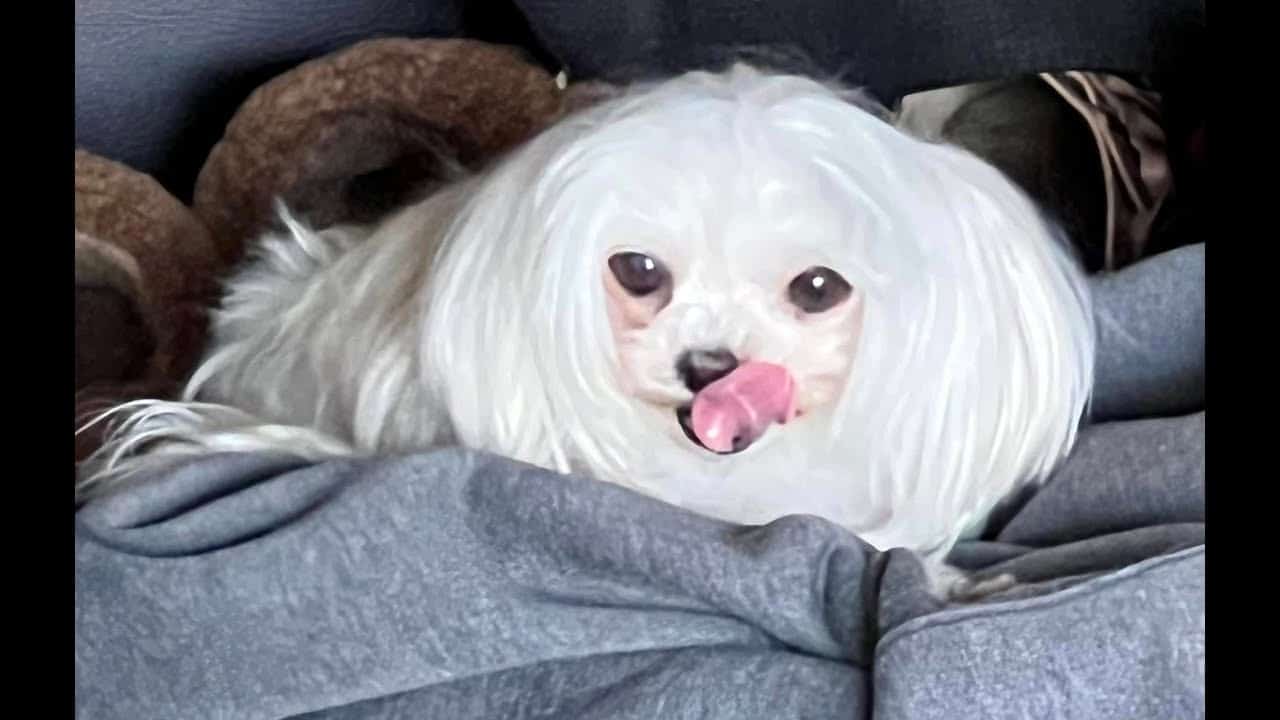 A white dog laying on top of a blanket.