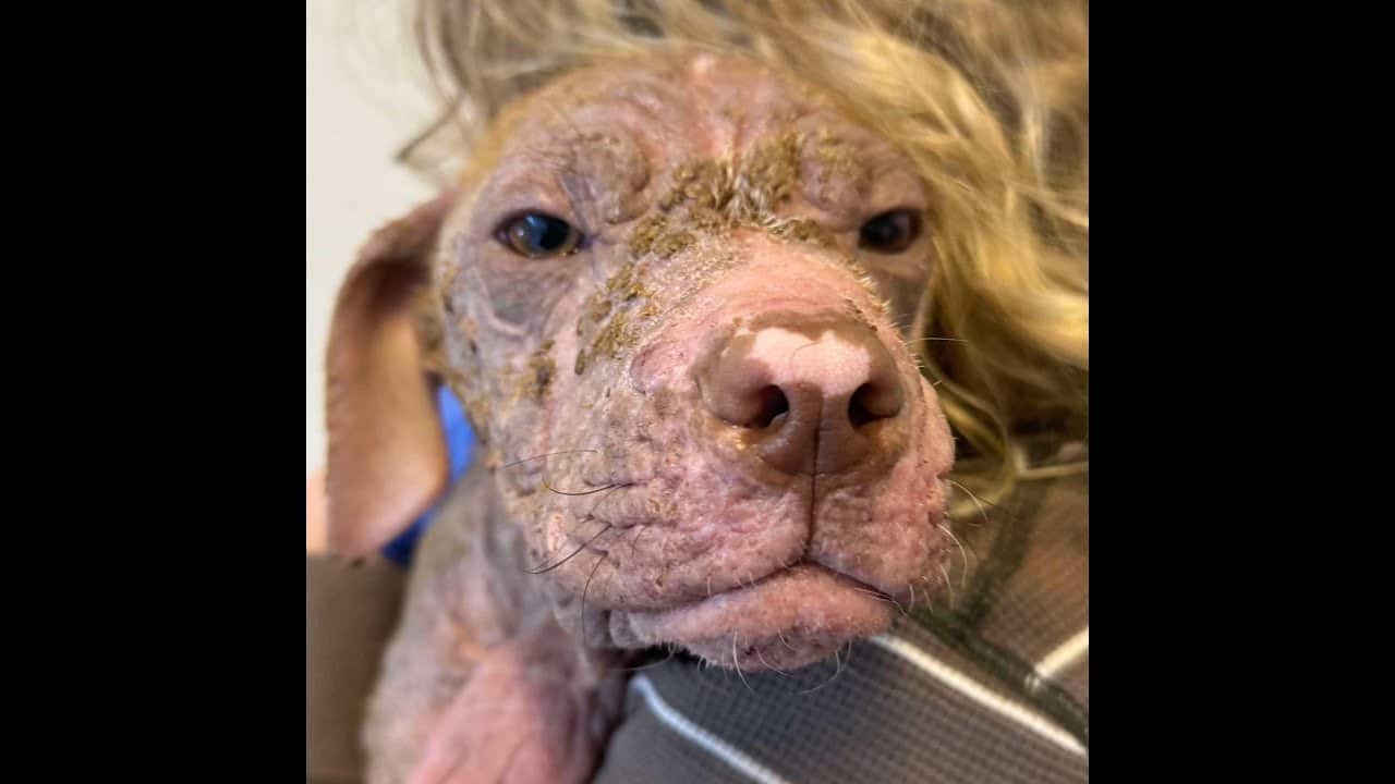 A close up of a dog 's face with hair on its head
