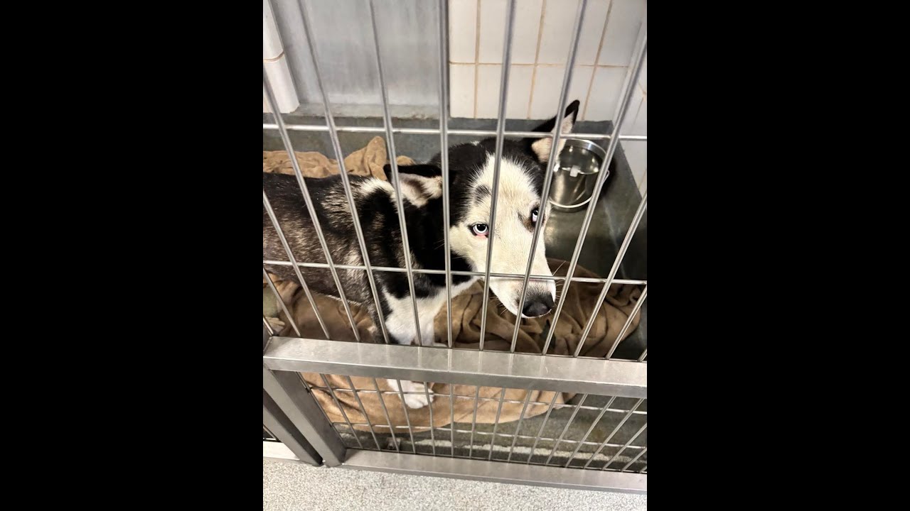 A dog in its cage looking out at the camera.