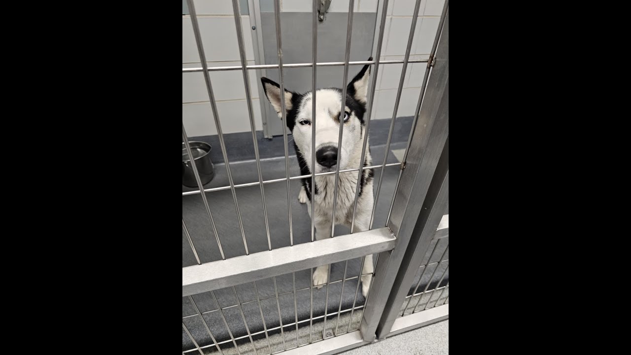 A dog is looking out of the cage.