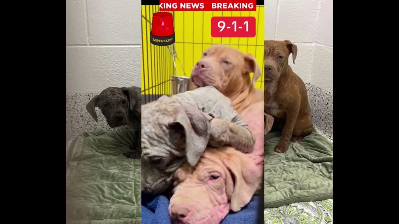 A couple of dogs are laying on the bed