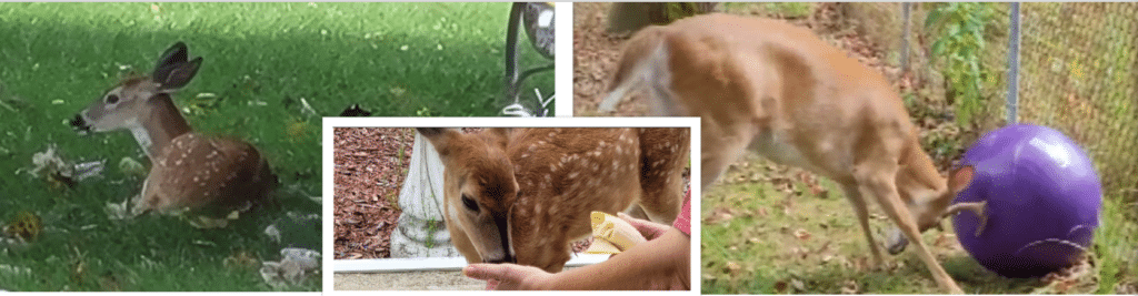 A collage of pictures with deer and people