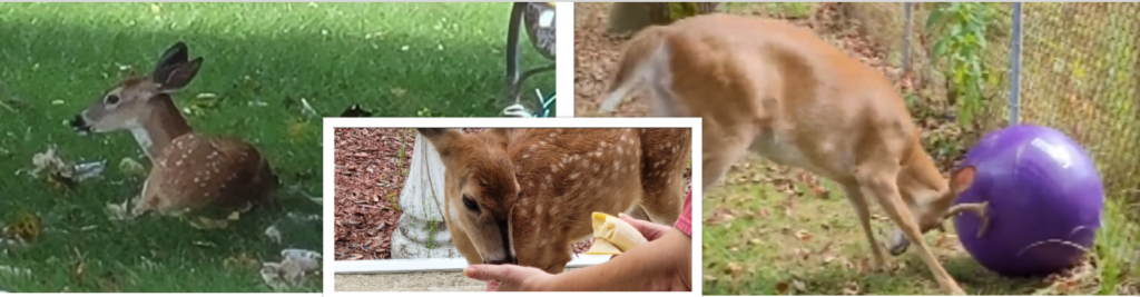 A collage of pictures with deer and people