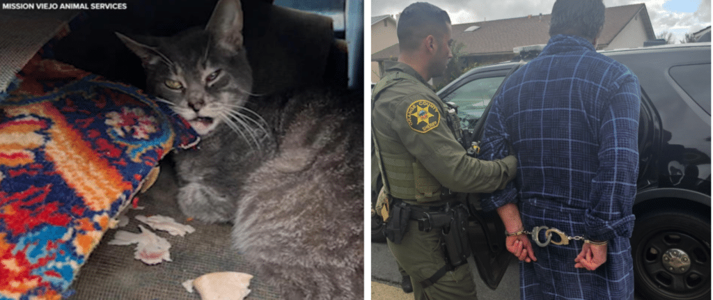 A cat is laying in the back of a car and a cop talking to someone.