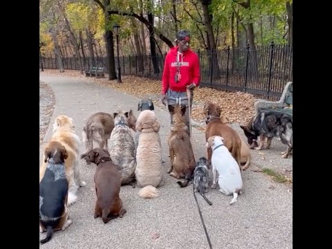 A man standing in front of many dogs on a leash.