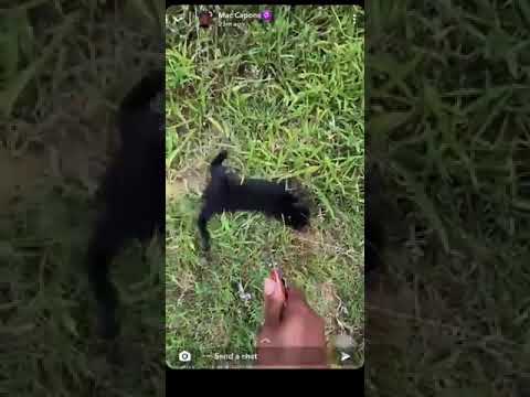 A dog is running in the grass and someone is taking his picture