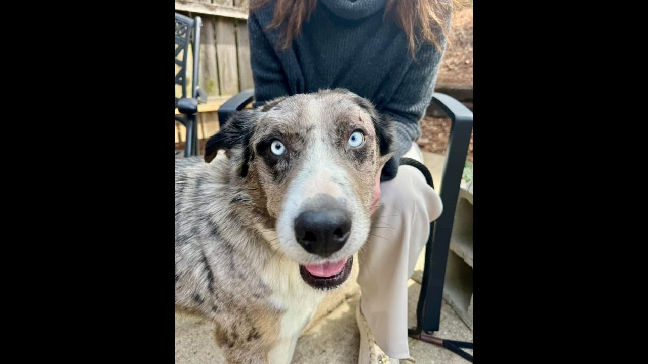 A dog sitting on the ground next to a person.