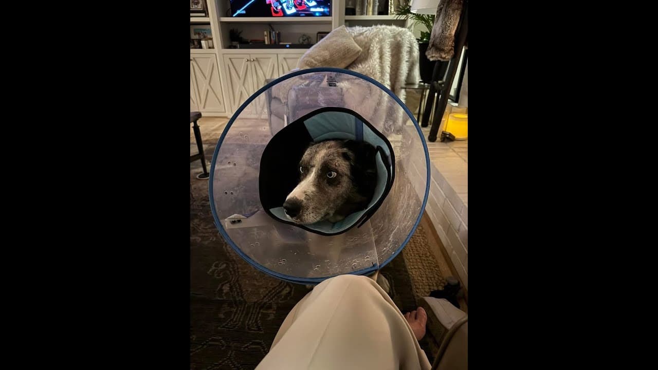 A dog with its head in an elizabethan collar.
