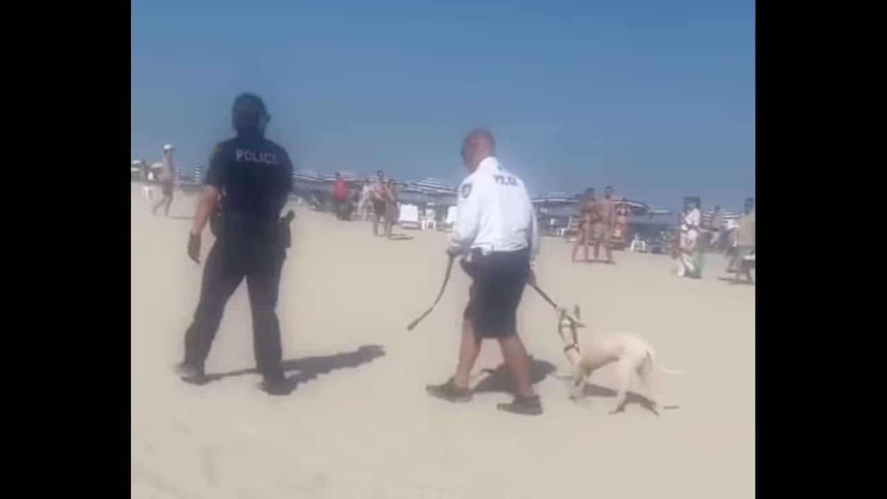 A man and woman walking on the beach with their dog.