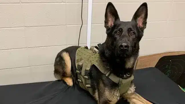 A dog wearing a vest sitting on the ground.