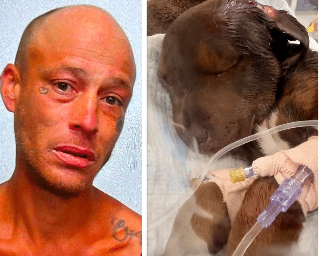 A man with tattoos and a dog in a hospital bed.