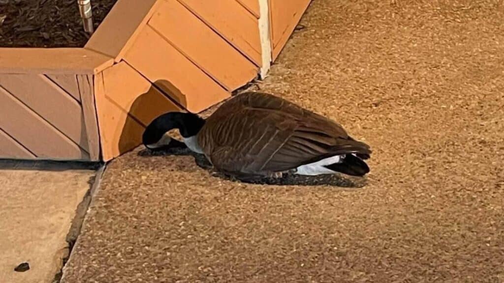 A goose is laying down on the ground