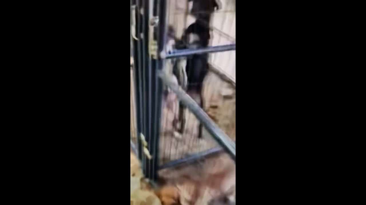 A dog is standing in the middle of an enclosure.