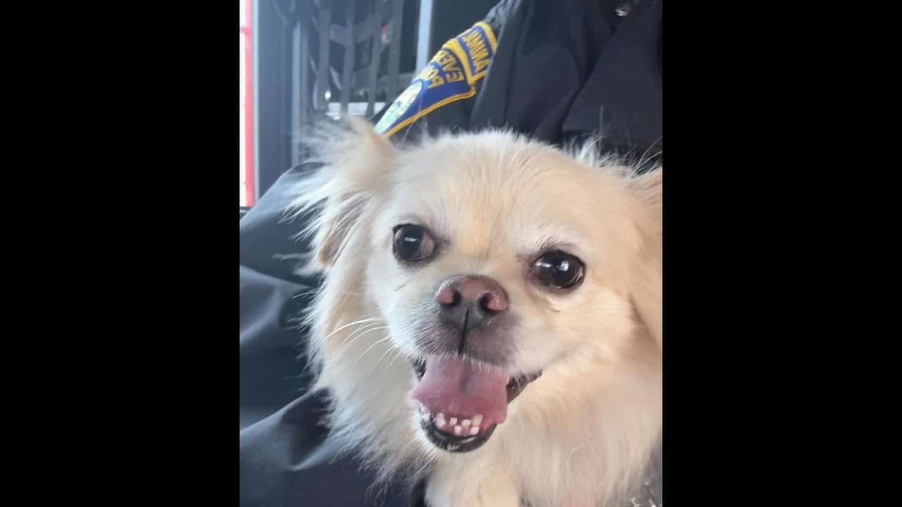 A dog with its tongue hanging out.