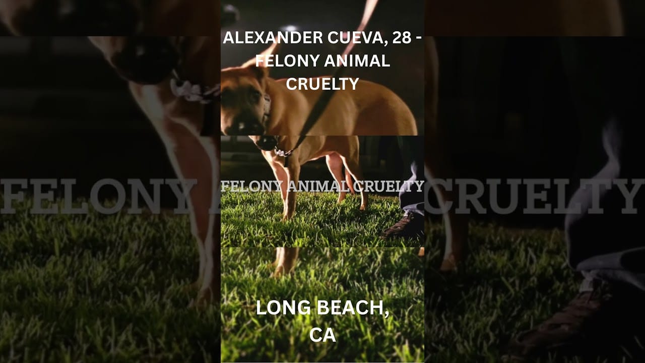 A dog is walking in the grass with its owner.