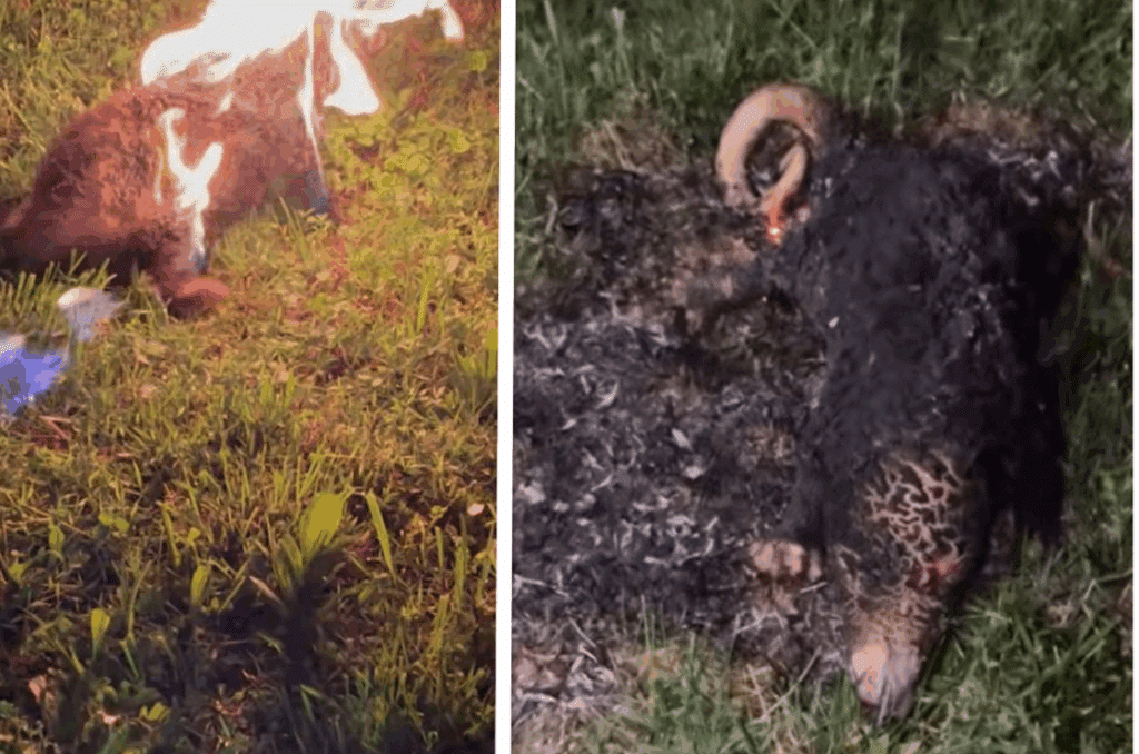 A couple of pictures with animals in the grass.