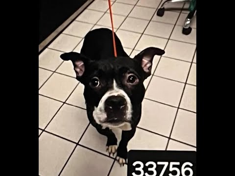 A black and white dog is sitting on the floor