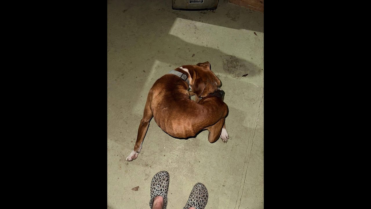 A dog is laying on the ground next to someone 's feet.