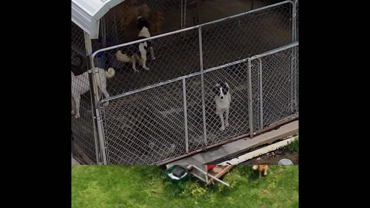 A group of dogs in their pen at the dog park.